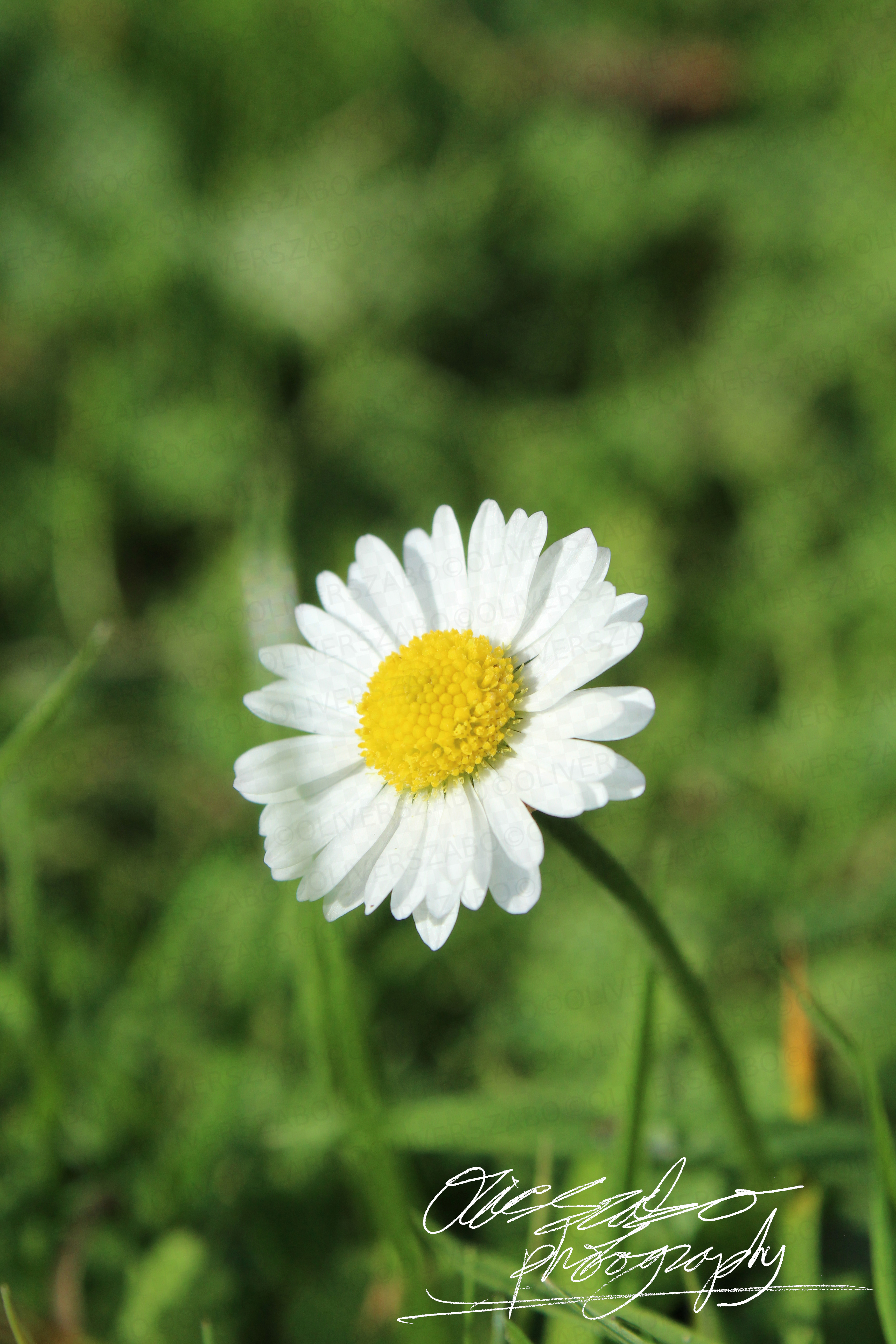 Daisy Portrait